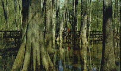 Cypress Mocsári, Mississippi, Képeslap