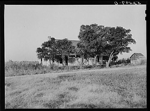 HistoricalFindings Fotó: Napraforgó Ültetvény,Merigold,Bolivar Megye,Mississippi,Marion Post Wolcott,3